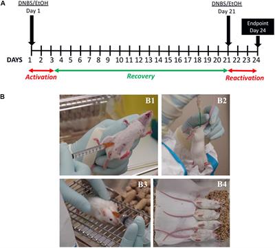 A Versatile New Model of Chemically Induced Chronic Colitis Using an Outbred Murine Strain